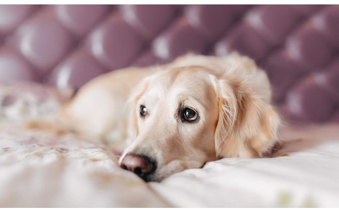 5 Cancer Myths about Pets