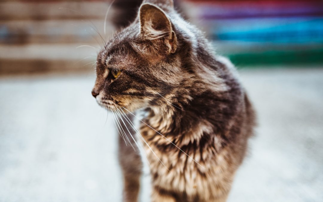 Elderly mixed-brown cat looking to the side